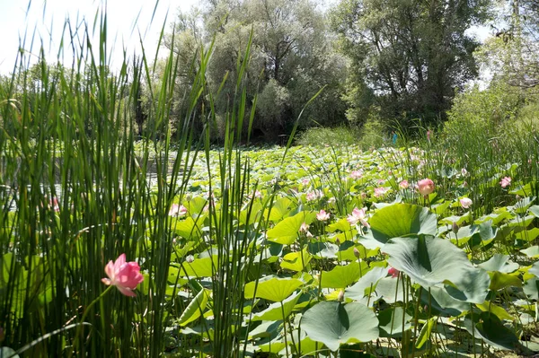 Nilüferler Volga Nehri'nin bir sel Akdağ
