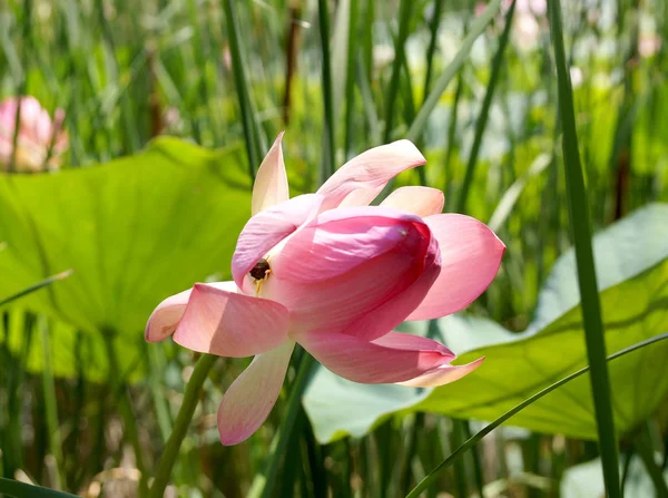 小さな池の蓮の花 — ストック写真