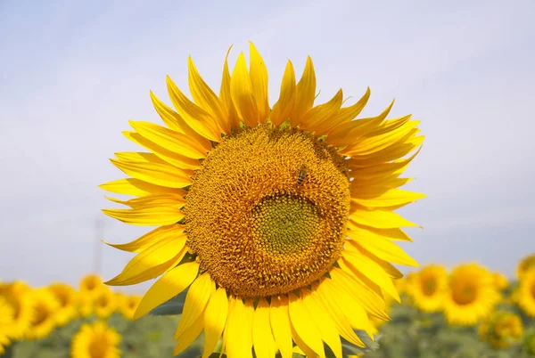 Ripening sunflower in the field — Stock Photo, Image