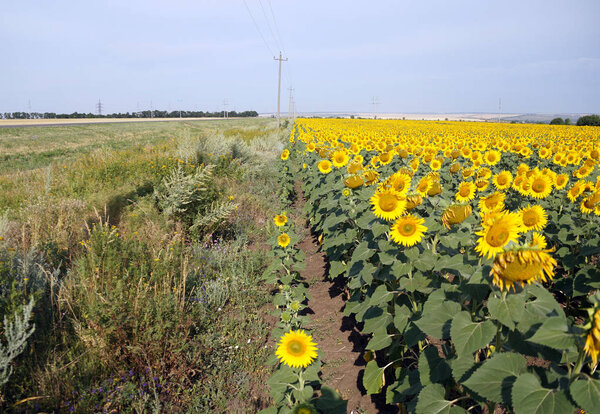 Field of the ripening sunflowers