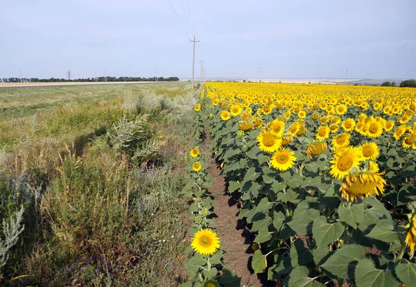 Campo de los girasoles de maduración Imágenes De Stock Sin Royalties Gratis