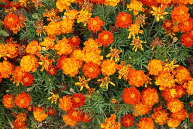 Aster (Latince adı Tagetes) Marigold çiçekleri)