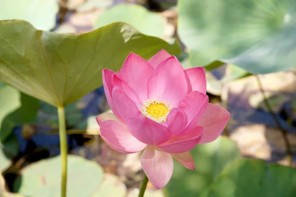 ヴォルゴグラード地方の小さな貯水池にある蓮の花 — ストック写真