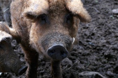 Macar yaban domuzu sürüsü, kalın kıvırcık saçlı Mangalitza domuzları.                     