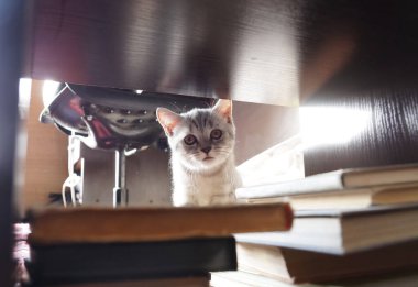 Evde gri renkli bir İngiliz yavrusu var.                       