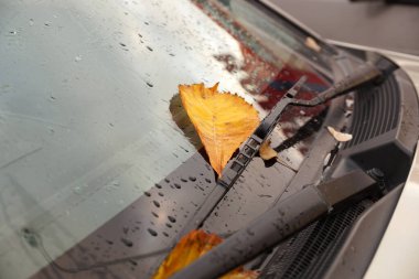 Sarı sonbahar yaprakları arabanın ön camında                       