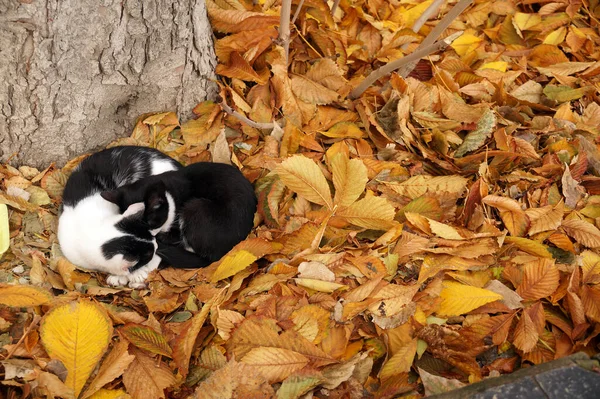 Dwa Koty Dywanie Jesiennych Liści — Zdjęcie stockowe