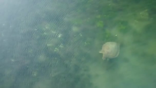 Tartaruga Marinha Nadando Baía Biscayne Miami — Vídeo de Stock