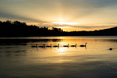 Güneş doğarken gölü geçen kazlar.
