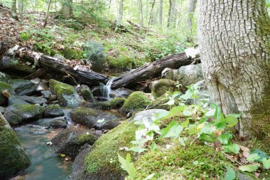 New Hampshire 'daki dağda yürüyüş parkurunun manzarası