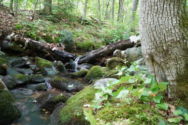 New Hampshire 'daki dağda yürüyüş parkurunun manzarası