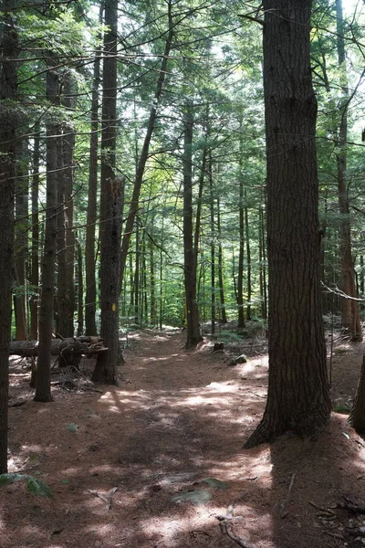 Vista Del Sendero Sendero Montaña New Hampshire —  Fotos de Stock