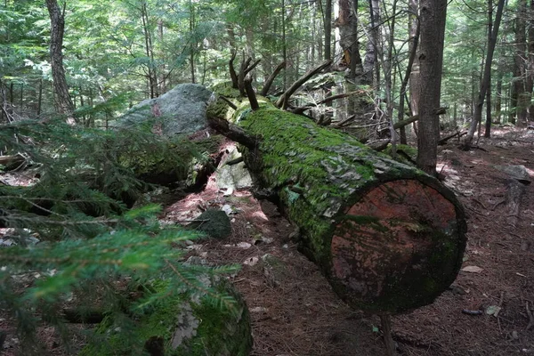 Pohled Stezku Horské Turistické Stezce New Hampshire — Stock fotografie