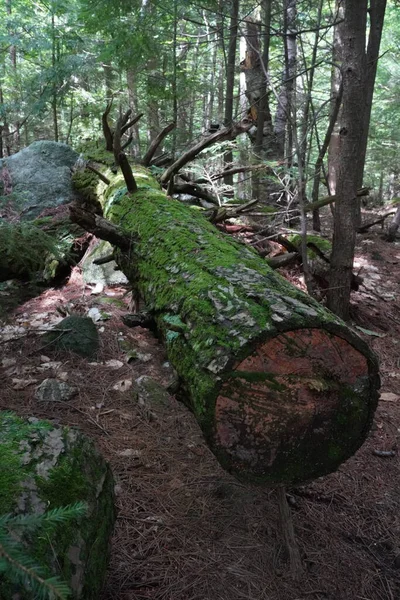 Pohled Stezku Horské Turistické Stezce New Hampshire — Stock fotografie