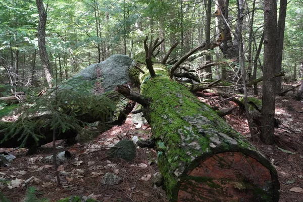 新罕布什尔州登山小径景观 — 图库照片