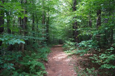 New Hampshire 'daki dağda yürüyüş parkurunun manzarası