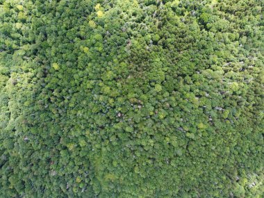 Dağın yamacındaki ağaçların insansız hava görüntüsü ve Squam Gölü ile New Hampshire 'ın zirvesi.