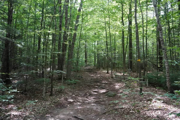 Uitzicht Pad Wandelpad Berg New Hampshire — Stockfoto