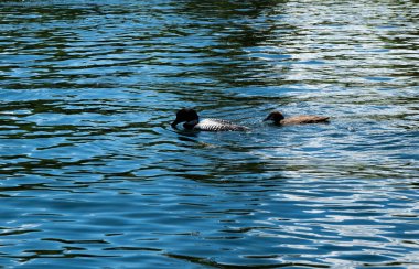 Yazın New Hampshire Salağı göl kıyısında
