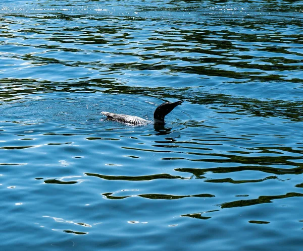 Нью Гемпшир Лун Озерному Сквомі Влітку — стокове фото