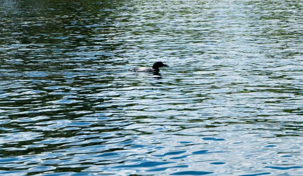 New Hampshire Loon Sommer Lake Squam — Stockfoto