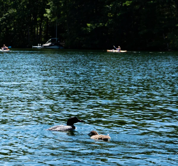 New Hampshire Loon Lake Squam Durante Verão — Fotografia de Stock