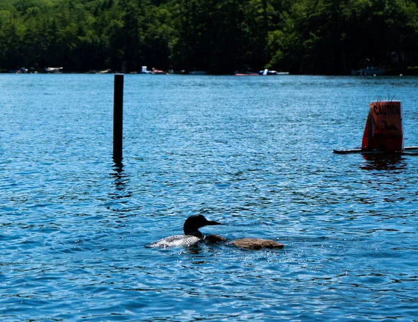 New Hampshire Loon Lake Squam Durante Verão — Fotografia de Stock