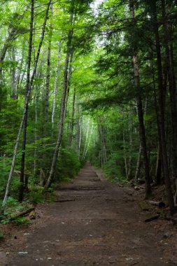 Lincoln Nehri 'nin New Hampshire' ındaki Kankomangus patikasında.