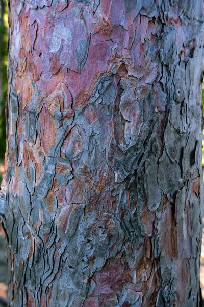 Casca Descascamento Colorida Uma Árvore Floresta — Fotografia de Stock