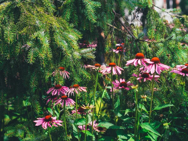 Yeşil ladin bir arka plan üzerinde Ekinezya