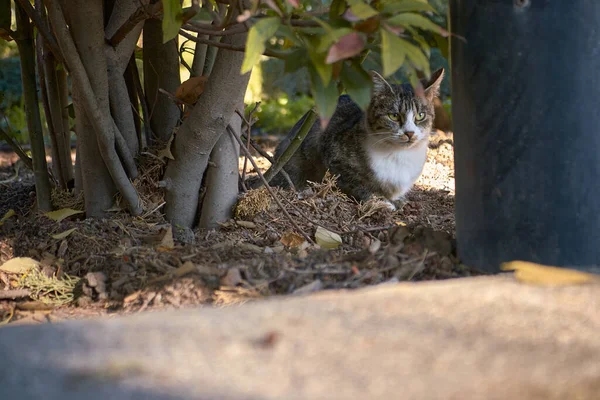 Gatto Sdraiato Nel Parco — Foto Stock