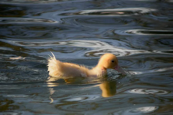 Yavru Ördekler Gölette Yüzüyor — Stok fotoğraf