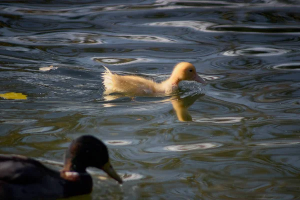 Yavru Ördekler Gölette Yüzüyor — Stok fotoğraf