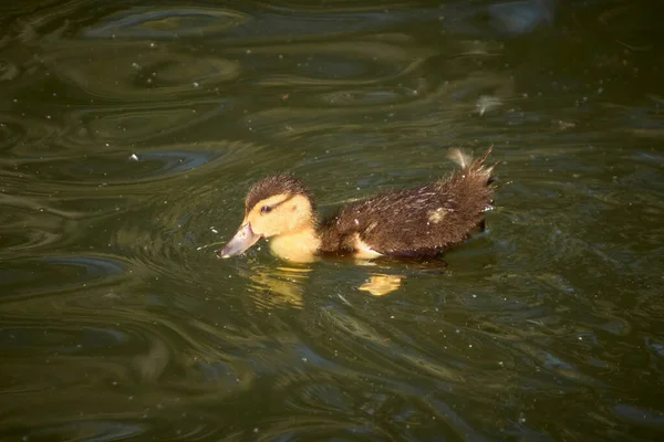 Baby Eenden Zwemmen Vijver — Stockfoto