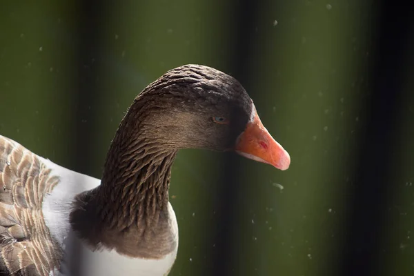 Gölde Bir Ördek — Stok fotoğraf