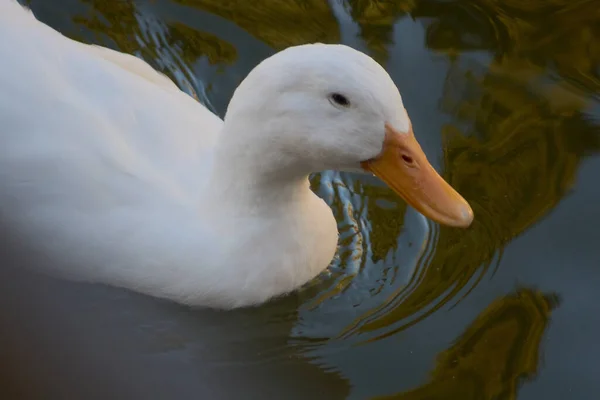 Kachna Jezírku — Stock fotografie