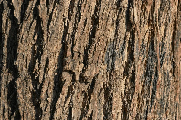 Bark Old Tree — Stock Photo, Image