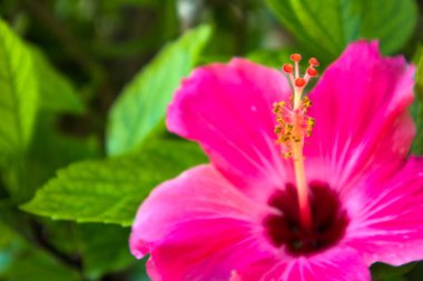 kadar yakın bulanık makro güzel parlak pembe yeşil yaprakları ile tropikal çiçek, bahar arka plan
