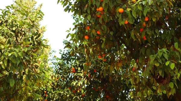 Orangenbäume im Garten, sonniger Urlaubstag. — Stockfoto