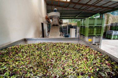 Zeytinyağı üretim aşamasına başlanıyor: bir büyük metal huni yüklenmekte olan zeytin