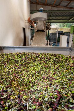 Zeytinyağı üretim aşamasına başlanıyor: bir büyük metal huni yüklenmekte olan zeytin