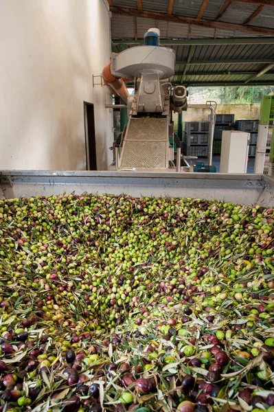 Zeytinyağı üretim aşamasına başlanıyor: bir büyük metal huni yüklenmekte olan zeytin
