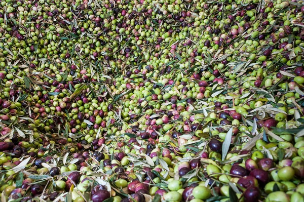 Haap Aceitunas Recién Recogidas — Foto de Stock