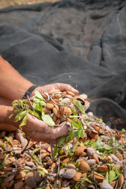 Sadece çekilmiş badem bir avuç hasat mevsiminde tutan bir çiftçi
