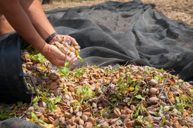 Sadece çekilmiş badem bir avuç hasat mevsiminde tutan bir çiftçi