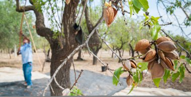 Closeup view of some almonds on a tree during harvest time in Noto, Sicily clipart