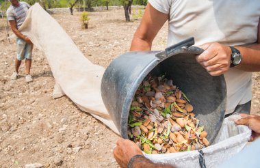 Çiftçilerin hasat zamanı sırasında Noto, Sicilya bir kova daha büyük bir çuval içinde sadece çekilmiş badem tam boşaltma iş başında