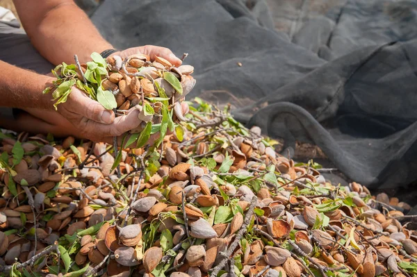 Granjero Sosteniendo Puñado Almendras Recién Recogidas Durante Temporada Cosecha — Foto de Stock