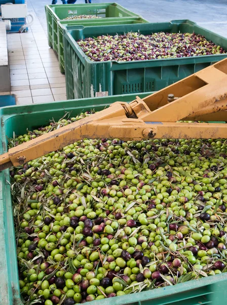 Cubo Lleno Aceitunas Negras Verdes Listas Para Proceso Molienda — Foto de Stock