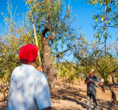 Arkadan Noto, Sicilya hasat mevsiminde bir sopa kullanırken görülen iş yerinde badem seçici